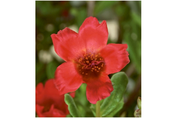 暑さに強い！京ちゅらか　赤＆白