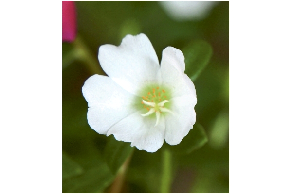 暑さに強い！京ちゅらか　赤＆白