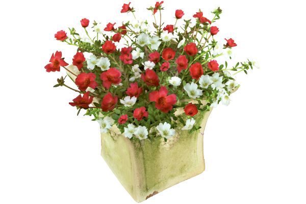 暑さに強い！京ちゅらか　赤＆白