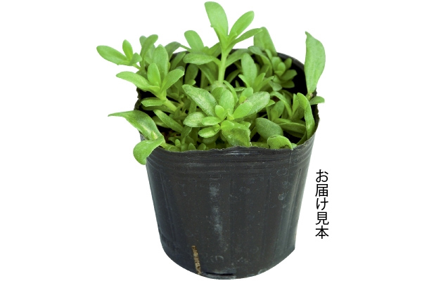 暑さに強い！京ちゅらか　赤＆白