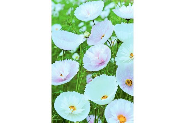 ふんわりコスモス　カップケーキ