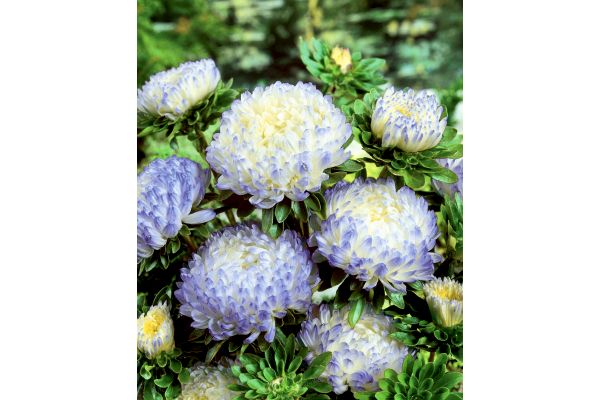 アイスブルーのアスター