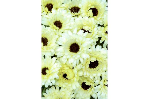 きんせんか　スノープリンセス