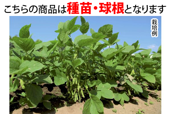 笑顔になる甘さ　えだまめ湯あがり娘