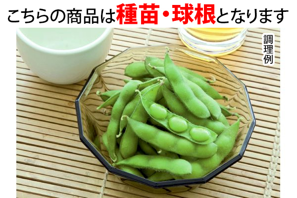 笑顔になる甘さ　えだまめ湯あがり娘