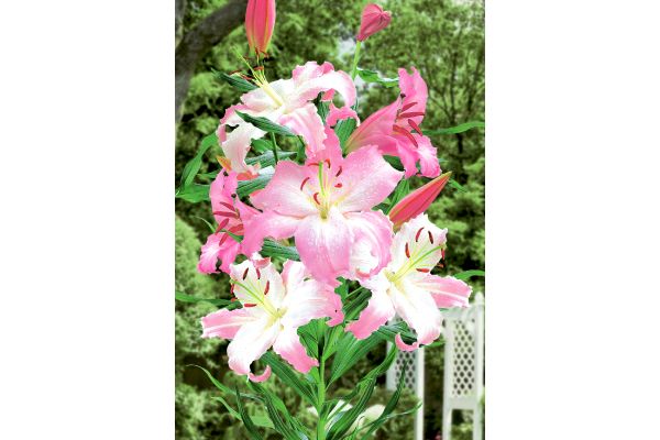 スピード開花　ピンクカサブランカ