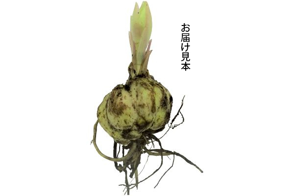 スピード開花　ピンクカサブランカ