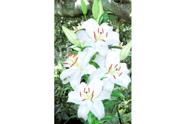 スピード開花　カサブランカ