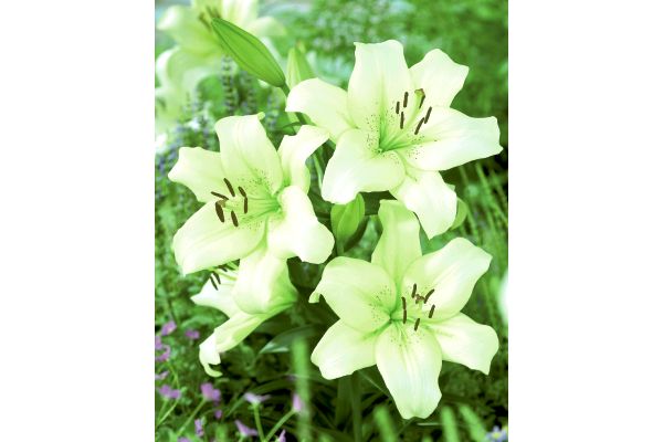 すぐ開花ゆり　レモンライムリリー