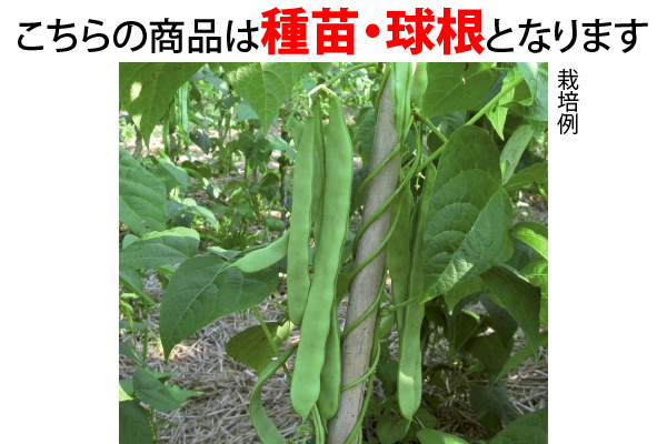 マンズナル　インゲン