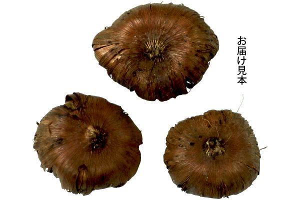 お徳用　グラジオラス