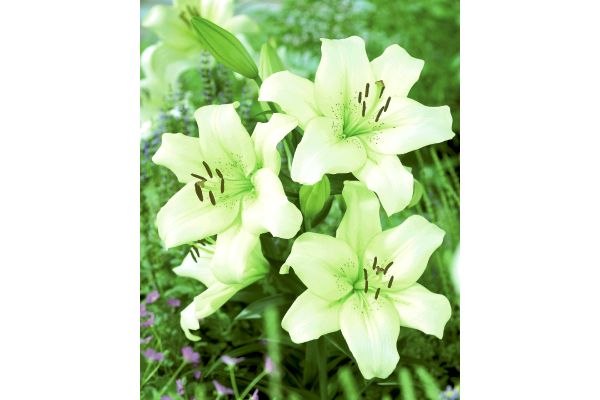 すぐ開花　レモンライムリリー