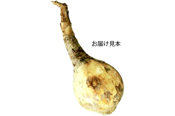 黄花リコリス　エルジアエ