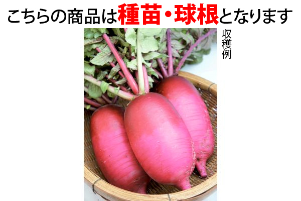 中まで真っ赤！ミニ大根　紅くるり