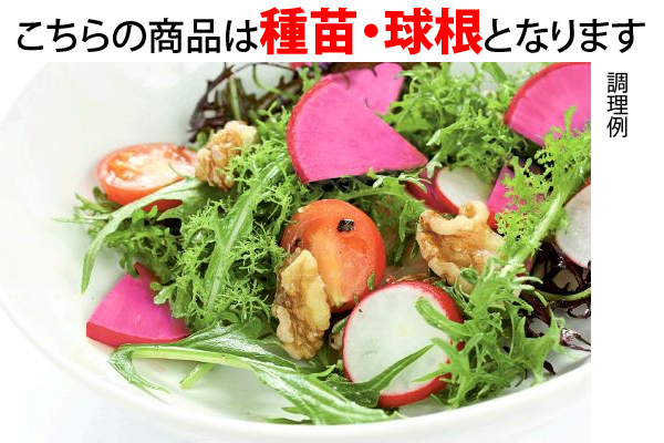 中まで真っ赤！ミニ大根　紅くるり