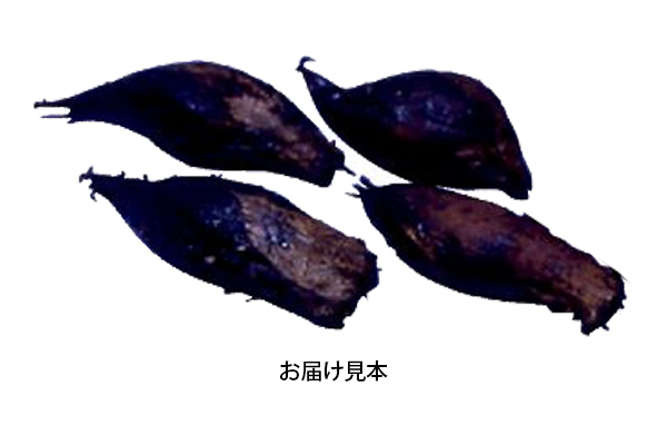 ツイストキャンディーオキザリス