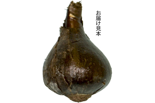 植えっぱなし　黄花玉すだれ
