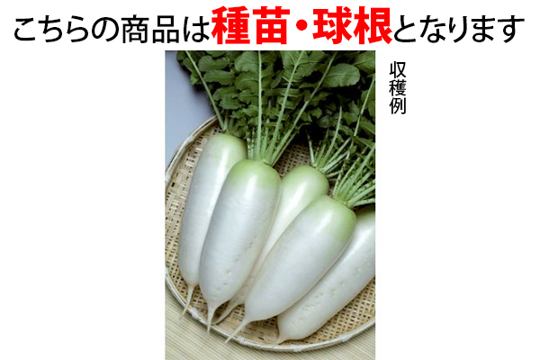 好みのサイズで収穫　おてがる大根