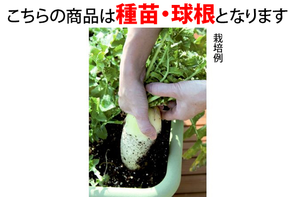 好みのサイズで収穫　おてがる大根