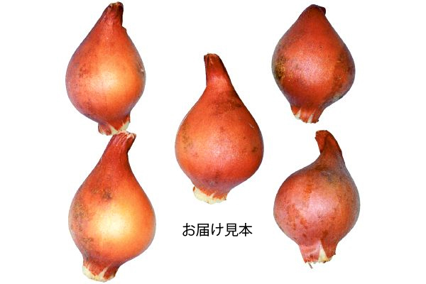 植えっぱなし　ミニチューリップ　輝く宝石