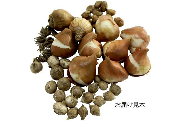 切り花向き球根　おまかせセット