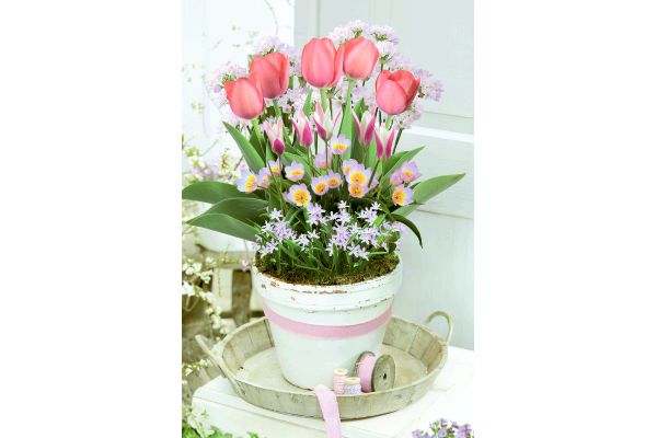 寄せ植えセット　ピンクパレット