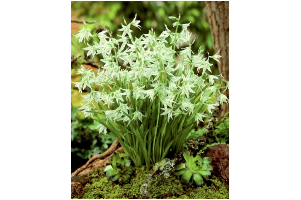 どんどんふえる　ガラスの花
