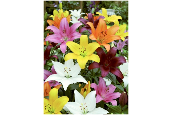 花の大きいすかし百合