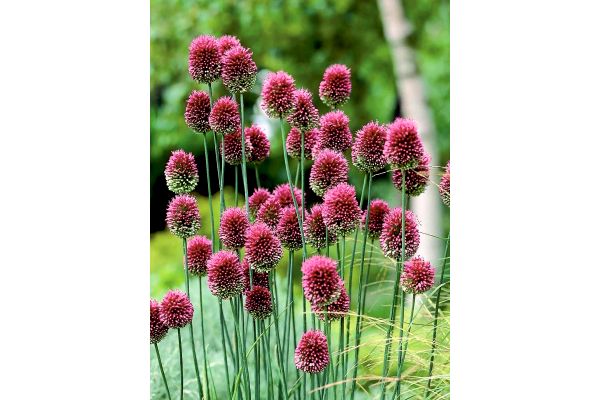 和の切り花向きアリウム