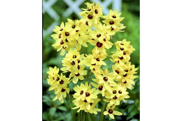 植えっぱなし　イキシア　レモンイエロー