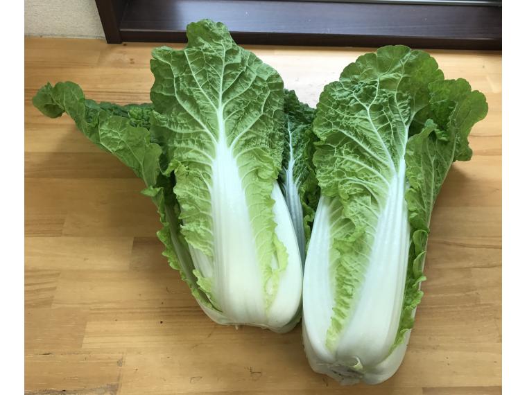 【ネット限定】無無ベビー白菜