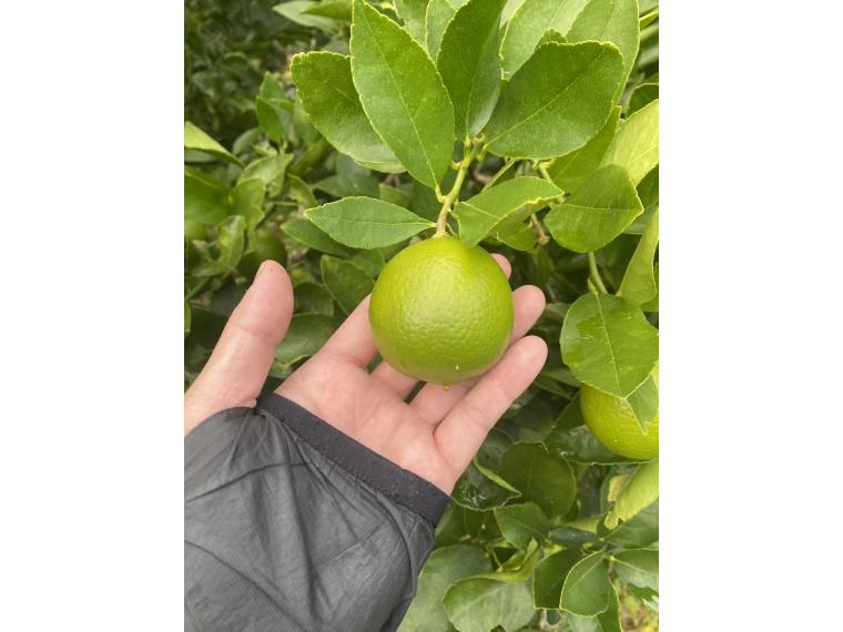 【ネット限定】有機国産ライム