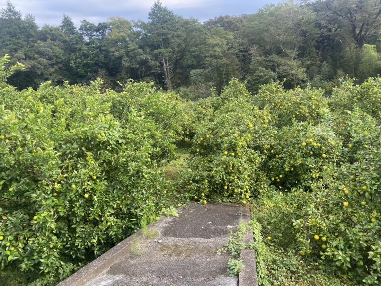 【ネット限定】有機国産ライム