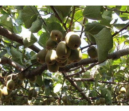 【ネット限定】国産小玉キウイフルーツ（レッドキウイ）