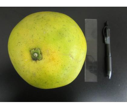 【ネット限定】福岡自然農園の無無グレープフルーツ（オロブロンコ）