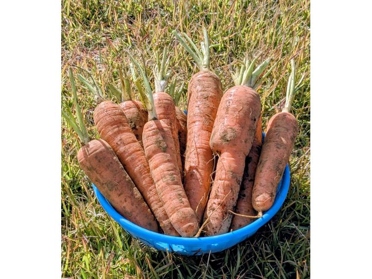 【ネット限定】畑まるっと産直にんじん（箱規格）