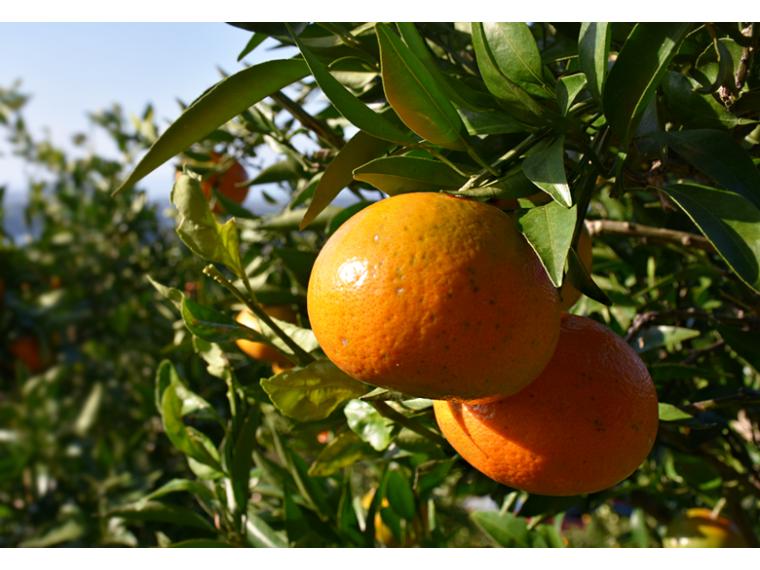 【ネット限定】大矢野の潮風浴びた芳醇みかん（みはや）