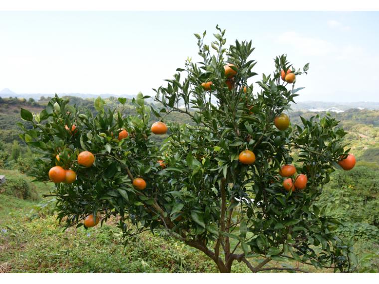 【ネット限定】大矢野の潮風浴びた芳醇みかん（みはや）