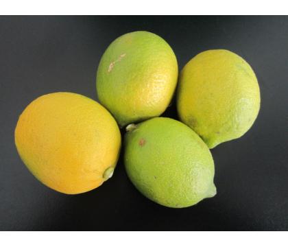 【ネット限定】福岡自然農園の無無レモン