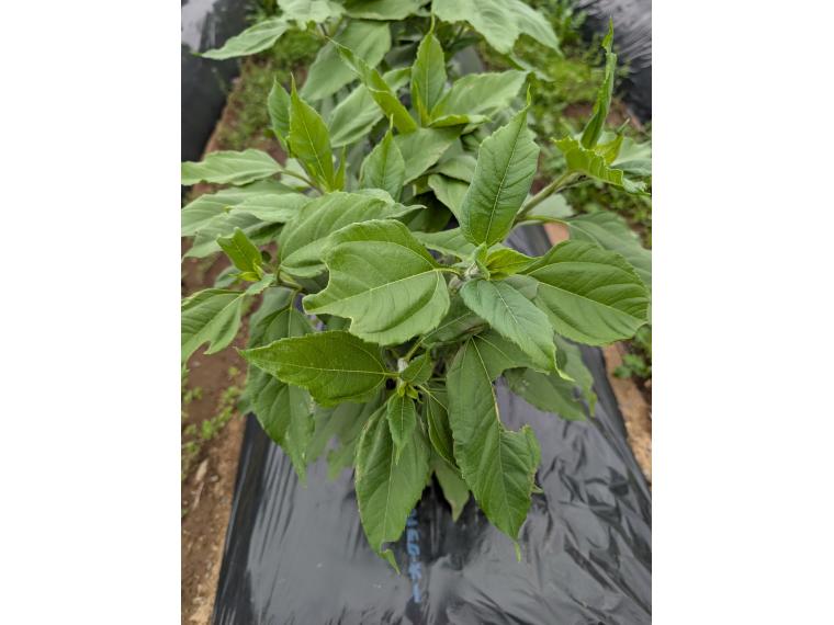 【ネット限定】有機菊芋