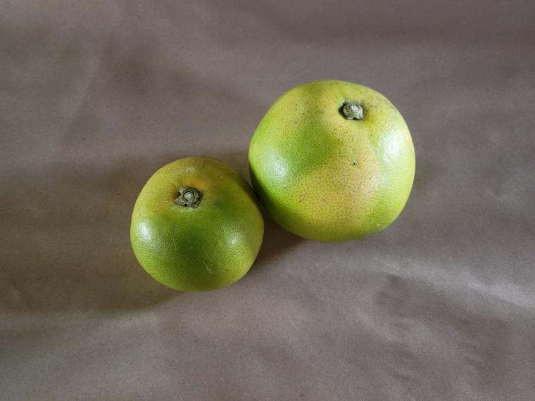 【ネット限定】福岡自然農園の無無グレープフルーツ（オロブロンコ）