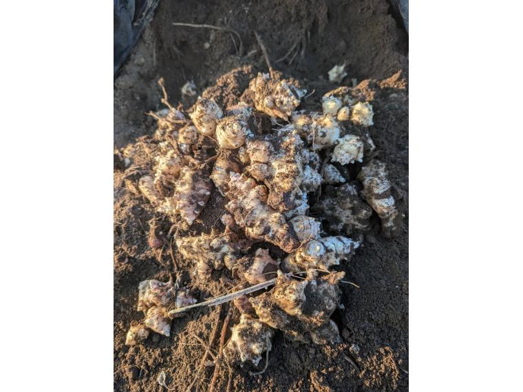 【ネット限定】有機菊芋