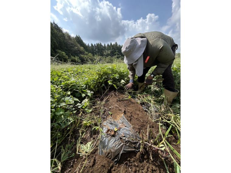 【ネット限定】有機さつまいも（べにはるか）