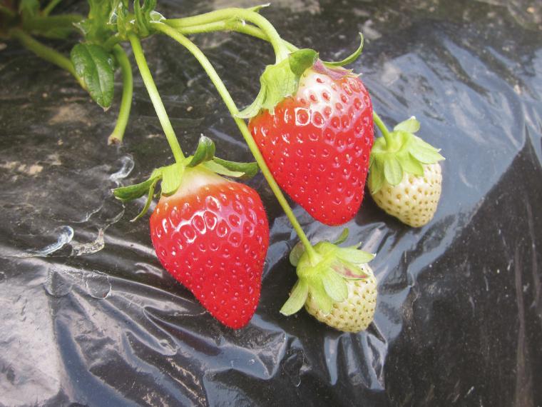 【ネット限定】モグラのいちご（さがほのか） 箱規格