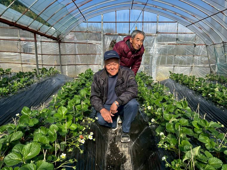 【ネット限定】モグラのいちご（さがほのか） 箱規格