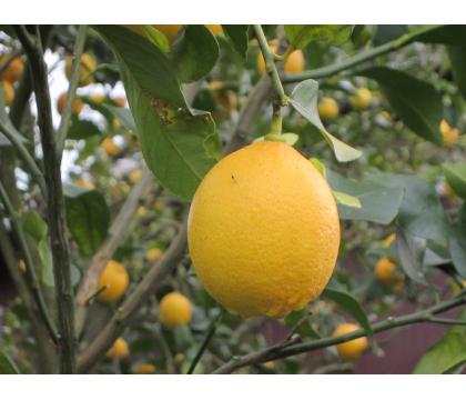 【ネット限定】もったいない有機国産レモン