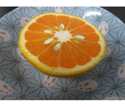 【ネット限定】福岡自然農園の無無小林みかん