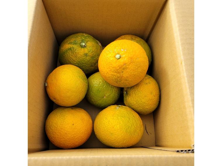 【ネット限定】福岡自然農園の無無スイートスプリング 