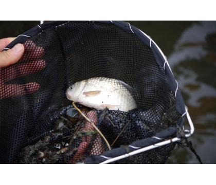 【ネット限定】無洗米滋賀みずかがみ（ゆりかご水田米）