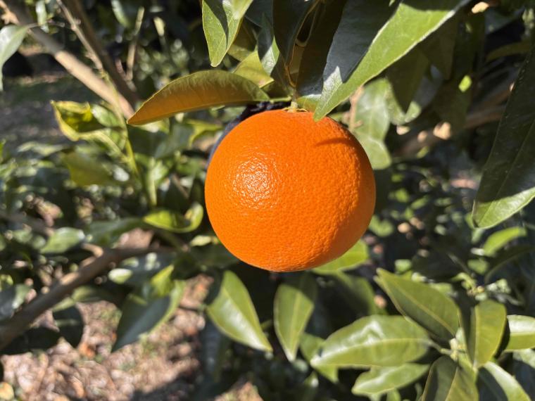 【ネット限定】愛媛プリンセス 